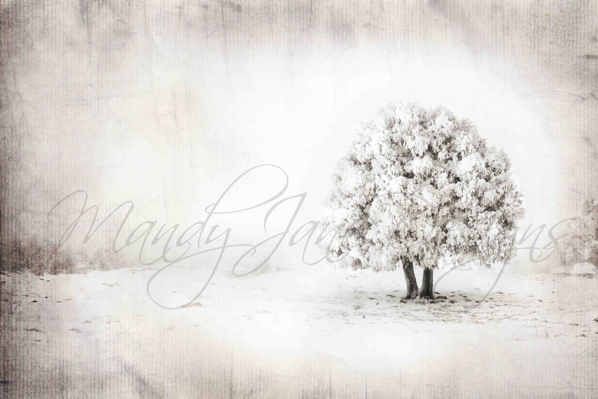 webwritingTREEOFLIFEWIDEcopy-1